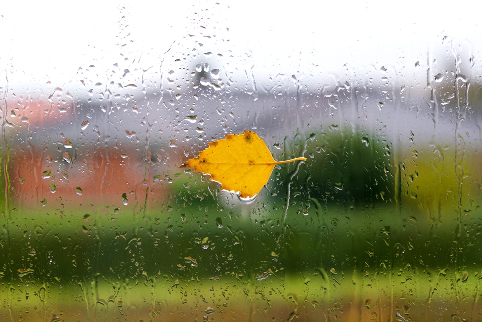 Prepare Your Windows for Fall Windows for Fall