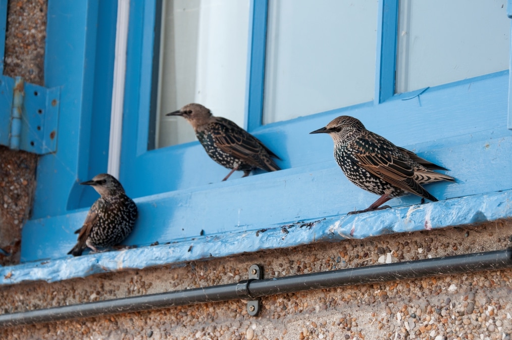 Prevent Birds from Hitting Your Windows